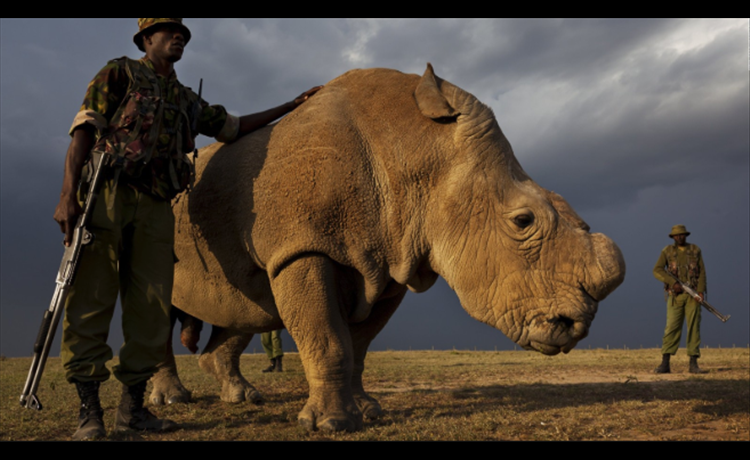 World's last male northern white rhino dies in Kenya